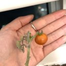 다이소 방울토마토 키우기 후기🍅 왜 열매가 하나만 열렸을까?