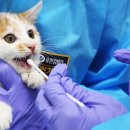 네이처스로우 이미지