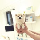 시바견 분양 루이몽 강남본점 | 백시바견과 마메시바분양가 차이 성격부터 건강관리까지