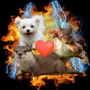 가림농장 | 호주가 내 고향이 아닐까? 7박 9일 여행후기 1편(별 얘기 없음)