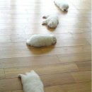 세원당구장 이미지