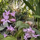 Laelia rubescens 루베센스 이미지