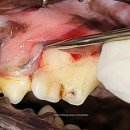 동물병원닥터스 이미지