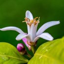 마리올라 이미지