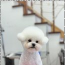 우리 펫 살롱 이미지