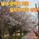 남산 산책로 | 남산공원 산책로 벚꽃 실시간 개화 상황 | 지금 가도 괜찮을까?