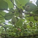 서장하 농장 이미지