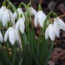 스노우드롭 이미지