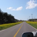 유채꽃길 이미지