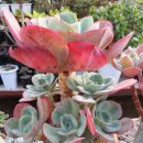 해랑농장 이미지