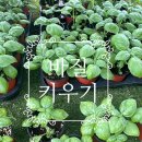 세인농장 | 상반기 ~8월까지의 텃밭 농사 - 감자 수확 후기 꿩 키우기 바질 키우기