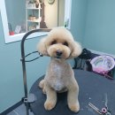 배츄네펫살롱 이미지