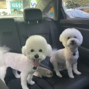 강아지미용실502 이미지