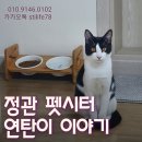 정관무지개유치원 | [정관펫시터]방문 부산캣시터 후기~^^♡