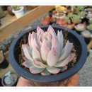 바리퀸 Daum카페