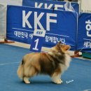 골든베릴셀티 네이버블로그