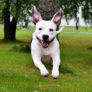 산책갈까 이미지