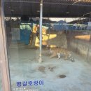 강릉 쌍둥이 동물농장 이미지