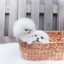 앤애견샵 이미지