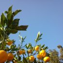 지성농장 이미지