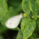 프시케나비 Psyche ( Leptosia nina) 이미지