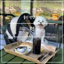 좋은나라애견본부 | 울산 언양 카페먹 울주 대형 베이커리 맛집 애견동반으로 다녀온 후기