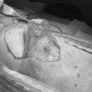 스마일동물의료센터 이미지