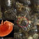 바로아응애는 꿀벌의 체액을 먹이로 삼아 바이러스를 감염시켜 이미지