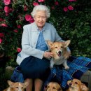 프린스펫 이미지