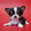 응답하라 몽몽이 이미지