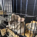 정릉9 | 서울 성북구 ‘9골드렙타일’ 정릉역 파충류샵 방문 후기