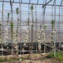 체리의향기 이미지