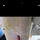 신월동물병원 이미지