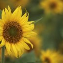 일로일로 이미지