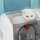 나은 캔넬 네이버블로그