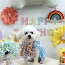 포우포우 반려견 유치원 이미지