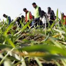 한강시민공원(화훼단지) 이미지