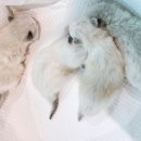 브리돌스 이미지