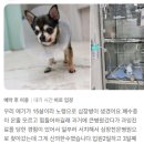 이태원동물병원 | (이태원동물병원) 한남심장내과동물병🏥 노령견 폐수종, 심장병 치료후기 / 정확한 검사와 맞춤치료의 힘