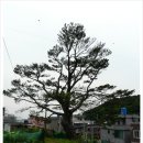 곰솔주유소 네이버블로그