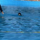 🐶 안성 애견수영장 원더풀 도그베이 후기 | 가격·준비물·이벤트 꿀팁까지! 💦