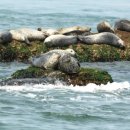 점박이 물범가족 이미지