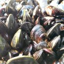 갯목마을 이미지