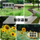 하남초(해바라기공원2) | 큰 키의 해바라기 밭이 있는곳, 월미공원 전통정원 / 가는길, 주차, 개화상황