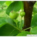 쌍둥이네농장 이미지