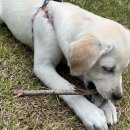 방배로28길 51 | 5월 일상 2 | 나는야 문화인(힐링타임즈, SURFACE, 라울뒤피, 서커스), 소소한 먹방, 안 소소한 외식...