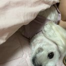 그루밍케이 이미지