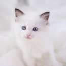 나는 고양이에 빠지다 이미지