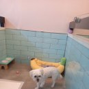 펫파민트 이미지