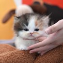 울산 고양이분양 미유펫 이미지